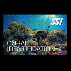 Coral Identification 